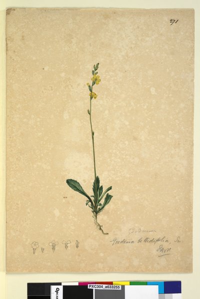 Pagina 271. Goodenia bellidifolia da John William Lewin