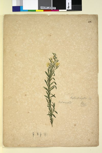 Pagina 272. Goodenia heterophylla da John William Lewin