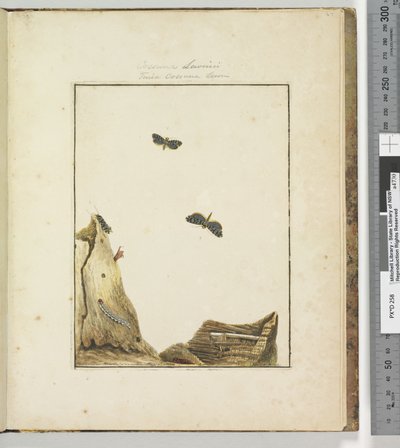 Pagina 27. Tavola 7 Cossuna Lewinii Tinea Cossuna Lewin, 1803-04 da John William Lewin