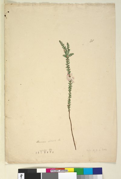 Pagina 28. Epacris sparsa, c.1803-06 da John William Lewin