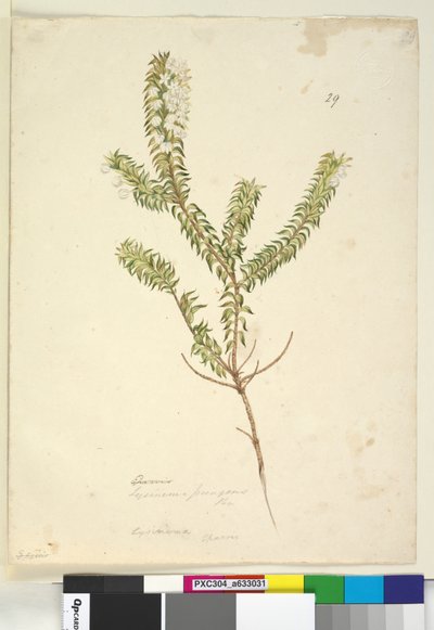 Pagina 29. Lysinema, c.1803-06 da John William Lewin