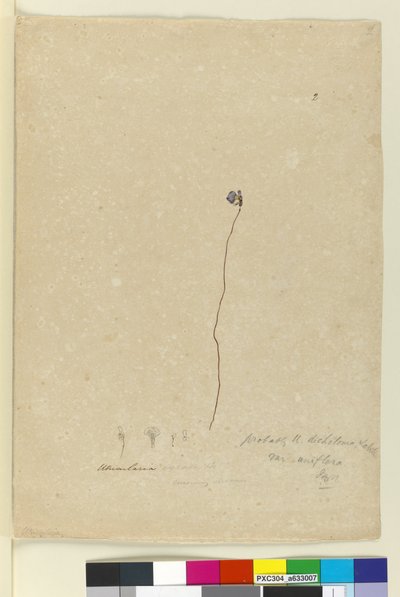 Pagina 2. Utricularia dichotoma, c.1803-06 da John William Lewin