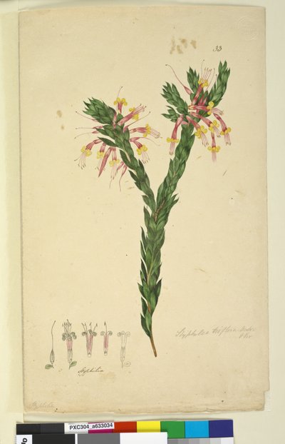 Pagina 33. Styphelia triflora, c.1803-06 da John William Lewin