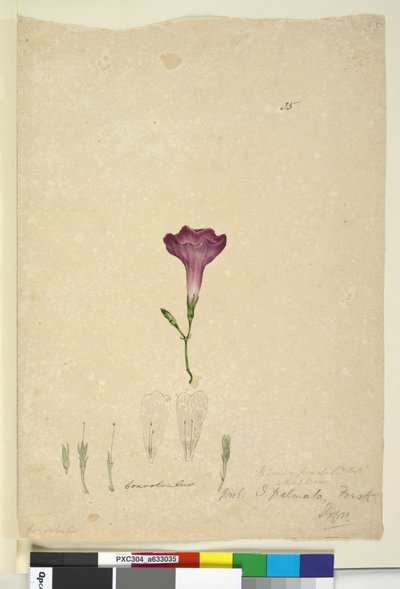 Pagina 35. Ipomoea palmata da John William Lewin