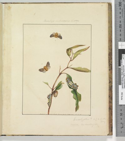 Pagina 35. Tavola 9 Bombyx Vulnerans Lewin, 1803-04 da John William Lewin