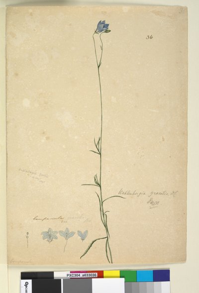 Pagina 36. Wahlenbergia gracilis da John William Lewin