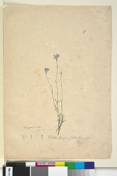 Pagina 37. Wahlenbergia gracilis da John William Lewin