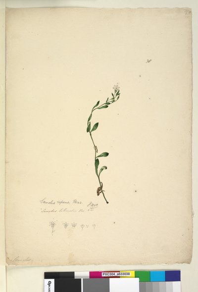 Pagina 38. Samolus repens da John William Lewin