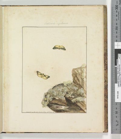 Pagina 39. Tavola 10 Lithosa Replana, 1803-04 da John William Lewin