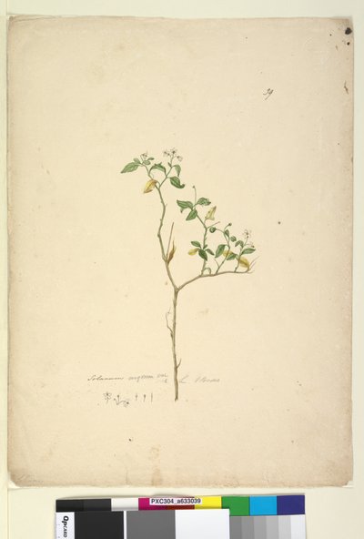 Pagina 39. Solanum nigrum da John William Lewin