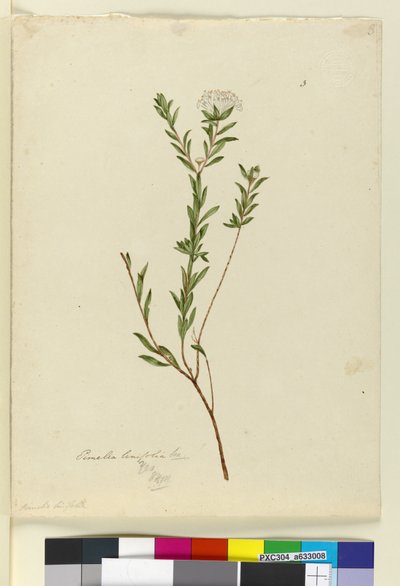 Pagina 3. Pimelea linifolia, c.1803-06 da John William Lewin