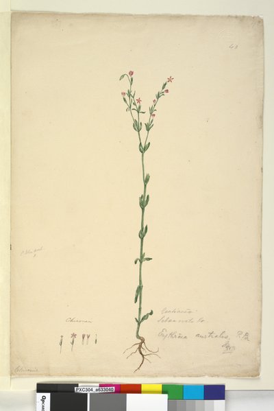 Pagina 40. Erythraea australis da John William Lewin
