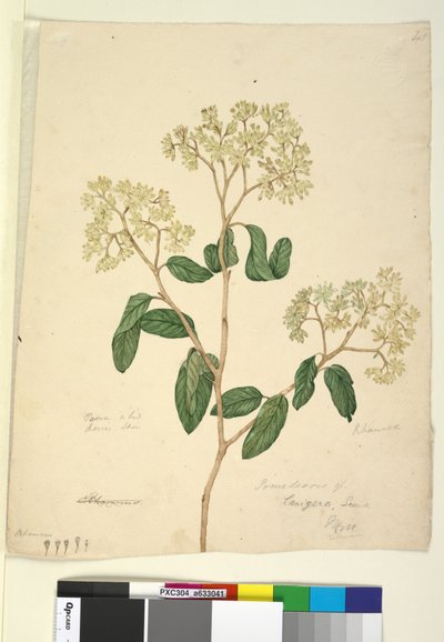 Pagina 41. Pomaderris lanigera da John William Lewin