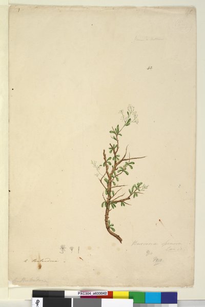 Pagina 42. Bursaria spinosa da John William Lewin