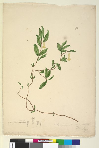 Pagina 43. Billardiera scandens da John William Lewin