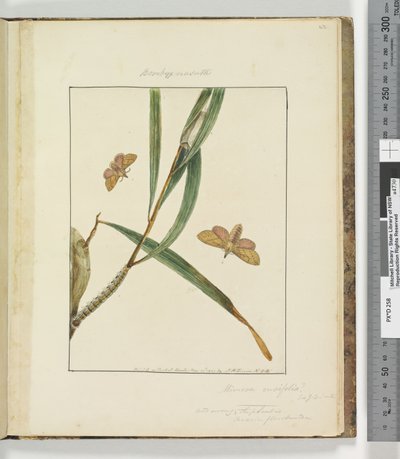 Pagina 43. Tavola 11 Bombyx Nasuta, 1803-04 da John William Lewin