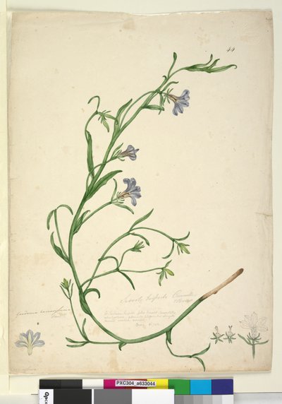 Pagina 44. Goodenia ramosissima da John William Lewin