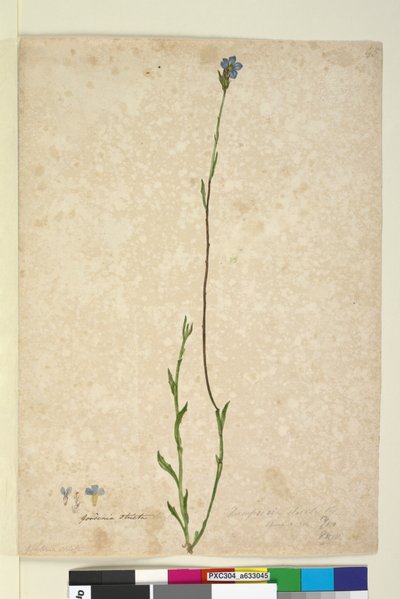 Pagina 45. Dampiera stricta da John William Lewin