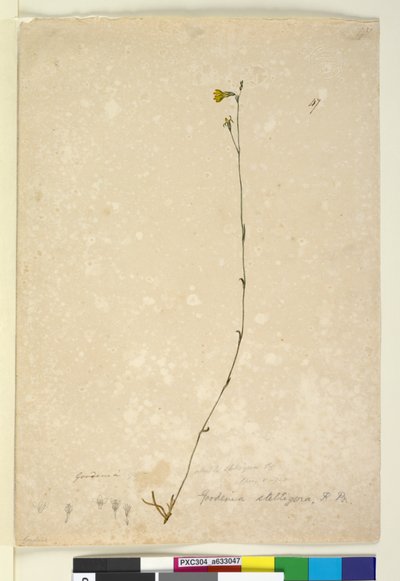 Pagina 47. Goodenia stelligera, c.1803-06 da John William Lewin