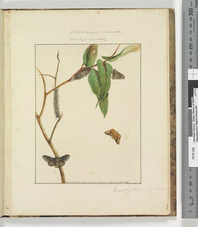 Pagina 47. Tavola 12 Clisiocampa Lewinae Bombyx Lewinae, 1803-04 da John William Lewin