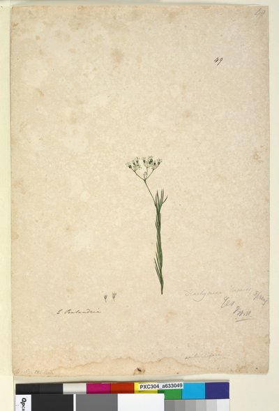 Pagina 49. Trachymene linearis da John William Lewin