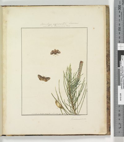 Pagina 51. Tavola 13 Bombyx Exposita Lewin alleata a..., 1803-04 da John William Lewin