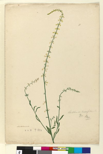 Pagina 51. Stackhousia da John William Lewin
