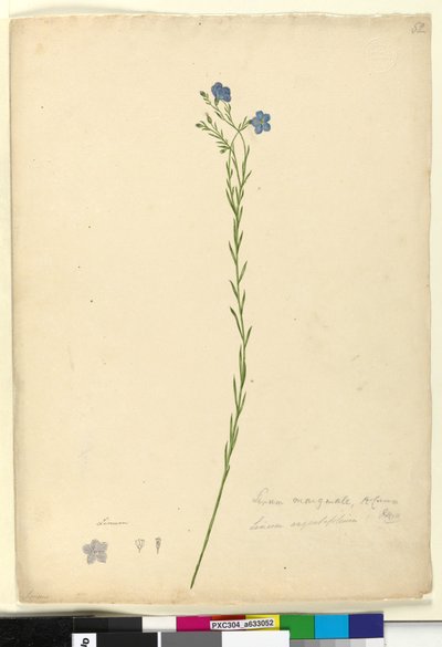 Pagina 52. Linum marginale da John William Lewin