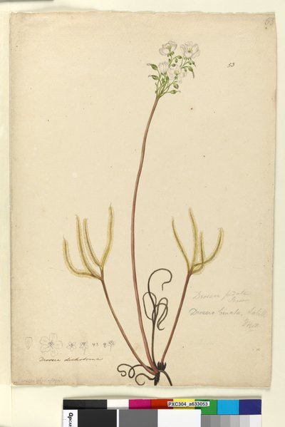 Pagina 53. Drosera binata da John William Lewin