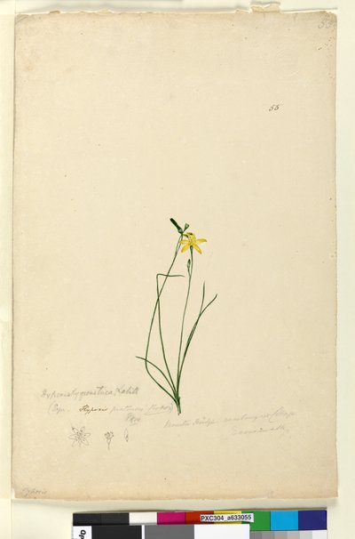 Pagina 55. Hypoxis hygrometrica da John William Lewin