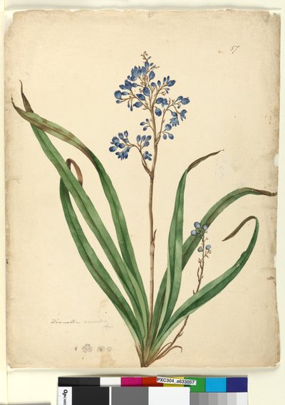 Pagina 57. Dianella caerulea da John William Lewin