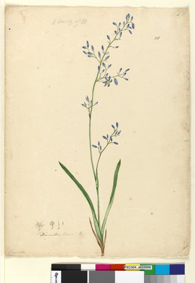 Pagina 58. Dianella levis da John William Lewin