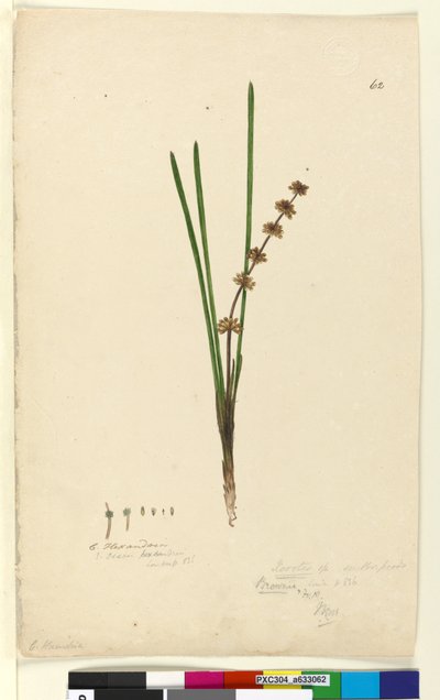 Pagina 62. Xerotes lomandra multiflora da John William Lewin