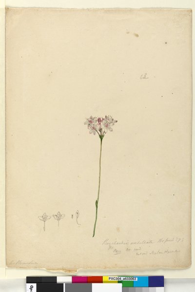 Pagina 63. Burchardia umbellata da John William Lewin