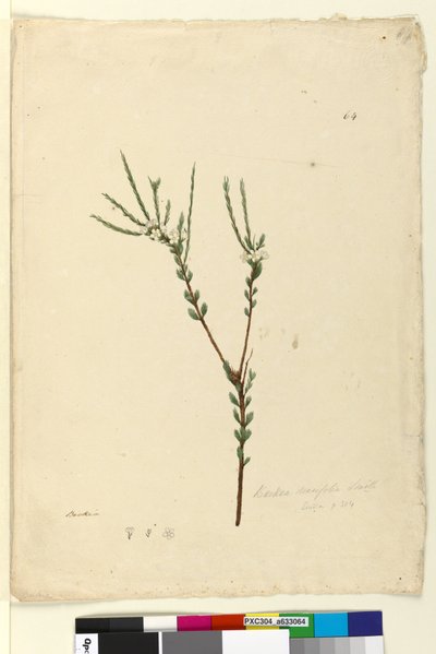 Pagina 64. Baeckea densifolia da John William Lewin