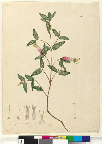 Pagina 68. Correa speciosa da John William Lewin