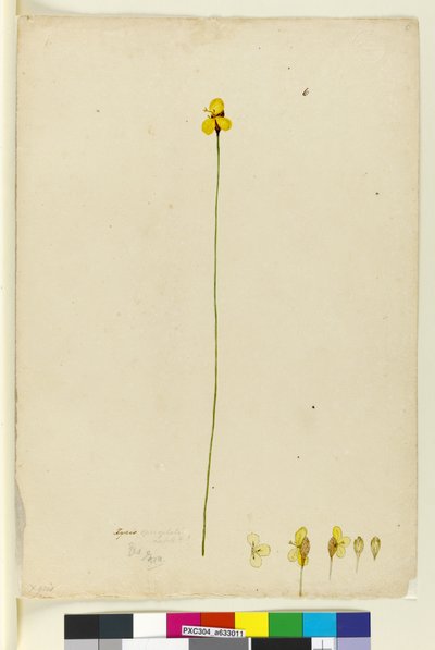 Pagina 6. Xyris operculata, c.1803-06 da John William Lewin