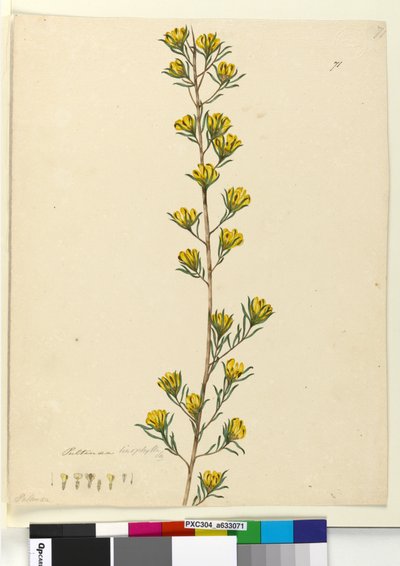 Pagina 71. Pultenaea linophylla da John William Lewin