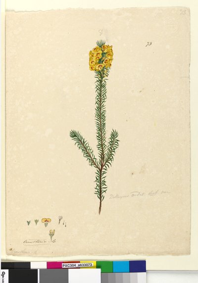 Pagina 73. Dillwynia rubis?, c.1803-06 da John William Lewin