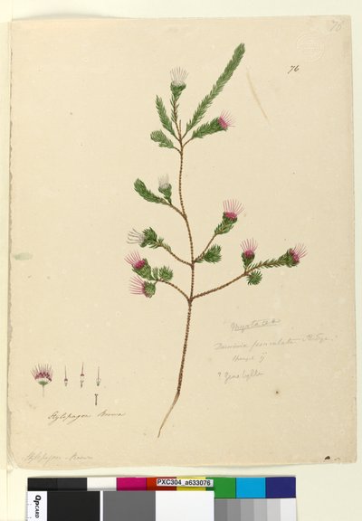 Pagina 76. Darwinia fascicularis da John William Lewin