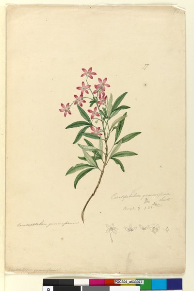 Pagina 77. Ceratopetalum gummiferum da John William Lewin