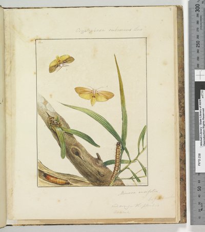 Pagina 7. Tav.2 Cryptophasa Rebescens Lewin, 1803-04 da John William Lewin
