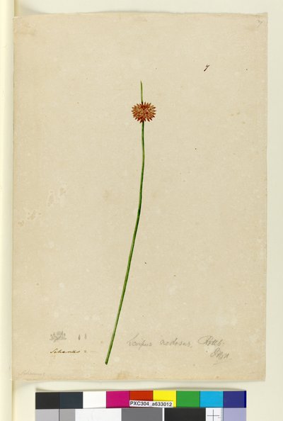 Pagina 7. Scirpus nodosus, c.1803-06 da John William Lewin