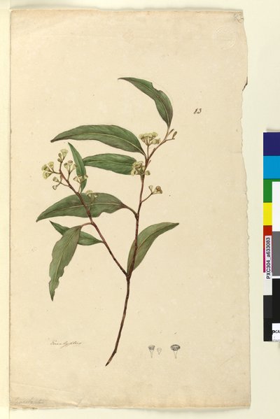 Pagina 83. Eucalyptus da John William Lewin