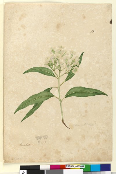Pagina 84. Eucalyptus paniculata, c.1803-06 da John William Lewin