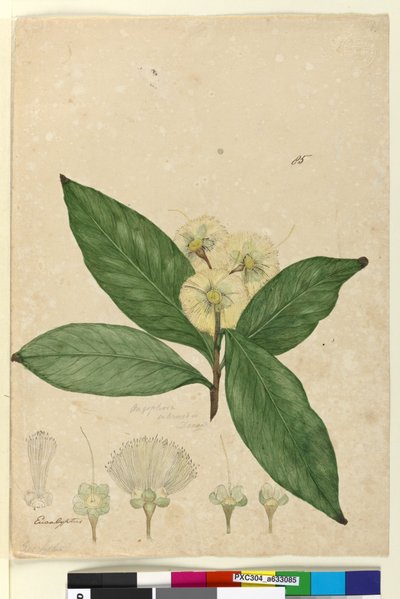 Pagina 85. Angophora intermedia da John William Lewin