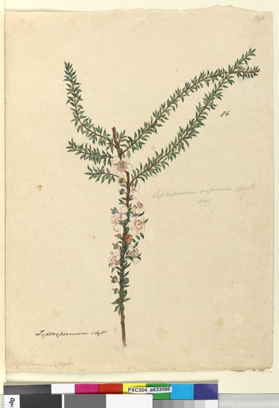 Pagina 86. Leptospermum scoparium da John William Lewin