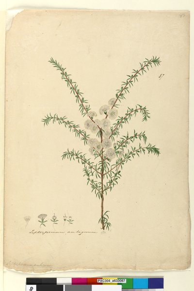 Pagina 87. Leptospermum ambiguum da John William Lewin