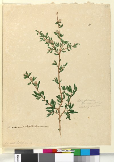 Pagina 88. Leptospermum flavescens da John William Lewin