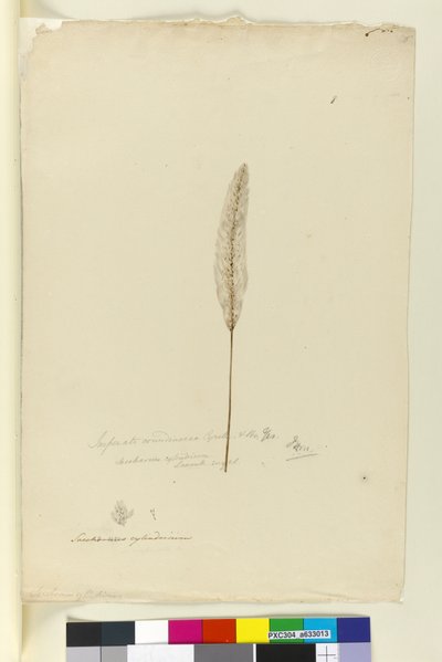 Pagina 8. Imperata arundinacea sin. Saccharum cylindricum, c.1803-06 da John William Lewin